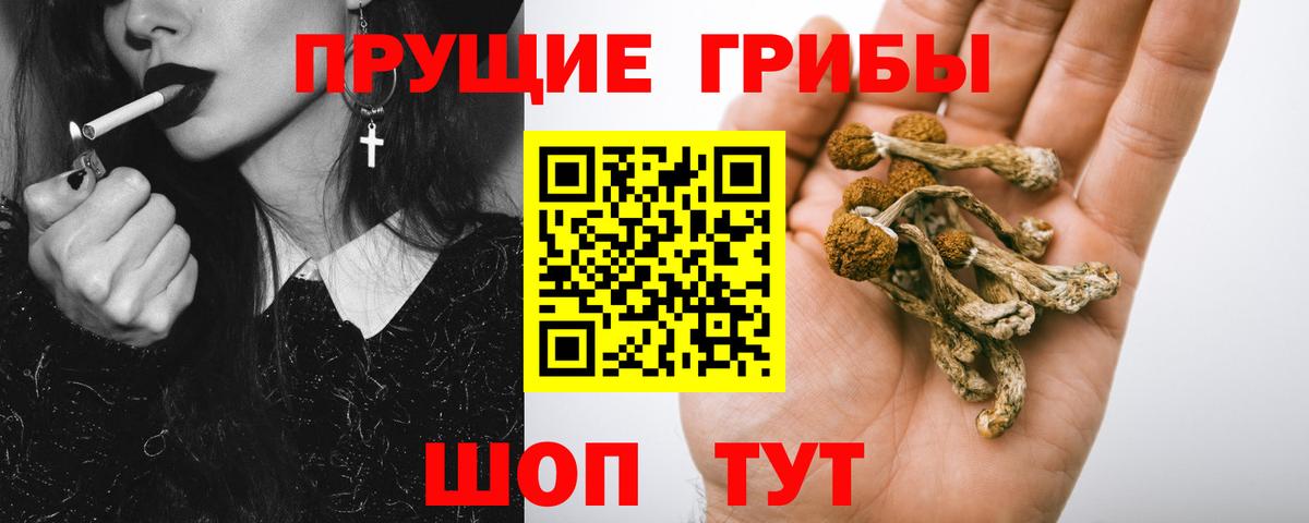Вятские Поляны  Псилоцибиновые грибы Psilocybe  Вход с VPN  Псилоцибиновые грибы GOLDEN TEACHER 
